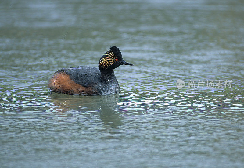 黑颈灰鹭或耳灰鹭(黑颈灰鹭)是水鸟灰鹭家族的一员。Malheur NWR，俄勒冈。